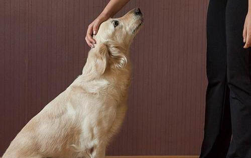 狗狗獨自在家一直叫怎么辦
