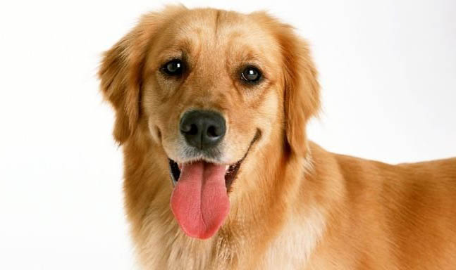 一個月的金毛犬如何養護