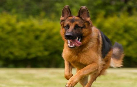 警犬基地可以幫訓(xùn)狗嗎
