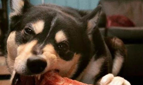 狗狗驅蟲藥哪個好