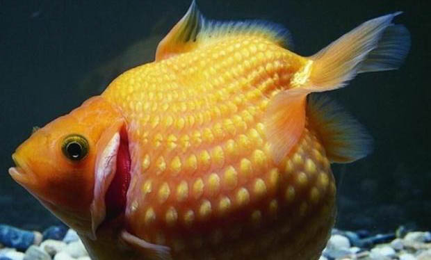 釣魚早上釣深水好還是淺水好