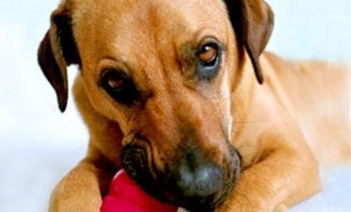 狗狗多久打一次狂犬疫苗