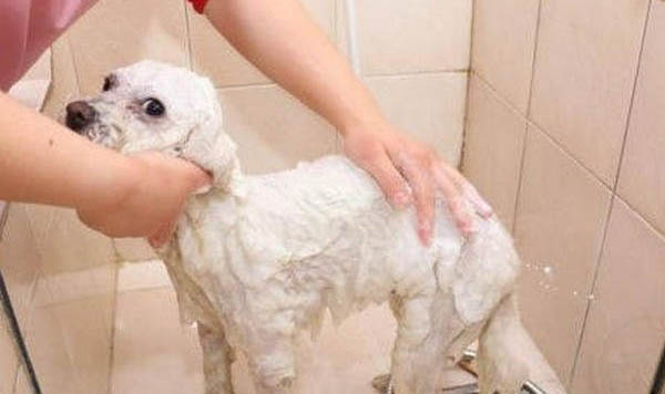 狗狗能用花露水嗎?