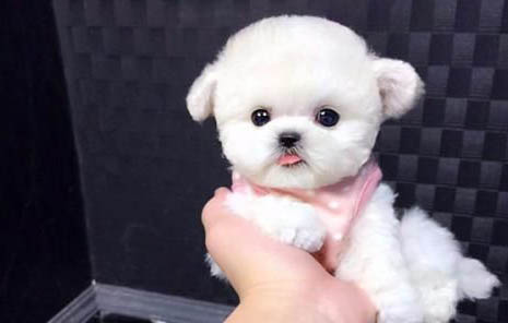 小狗狗得了犬瘟能活多久