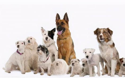 小狗犬瘟是怎么引起的