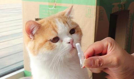 貓咪懷孕有哪些癥狀?