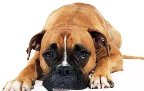 拳師犬補鈣最快的方法