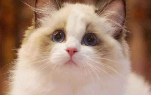 貓咪可以吃西蘭花嗎