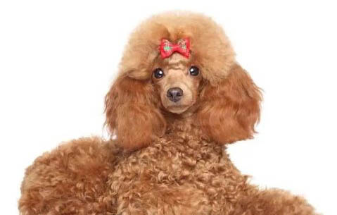 白色茶杯貴賓犬價格