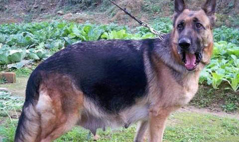 蘇格蘭牧羊犬拉肚子不吃飯怎么辦