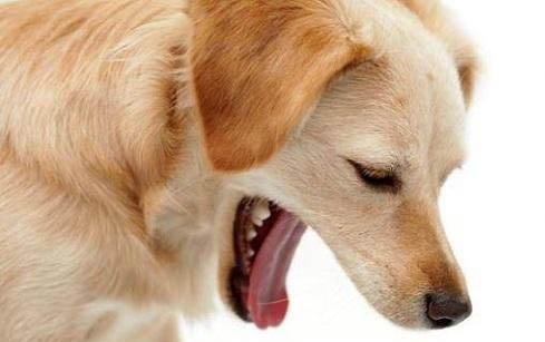 棉花面紗犬哪里有賣