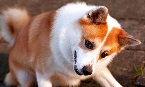 狗狗懷孕癥狀有哪些