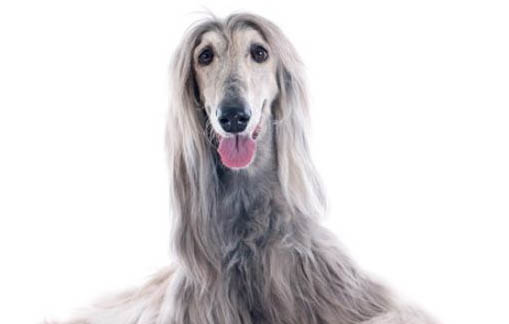 中國禁養阿富汗犬嗎