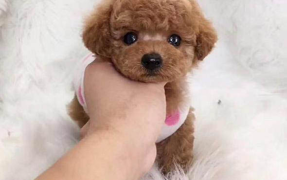 泰迪犬的優(yōu)點(diǎn)和缺點(diǎn)