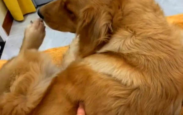 狗狗為什么會得皮膚病什么原因呢