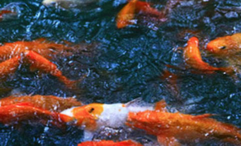 養(yǎng)魚不用氧氣泵可以嗎