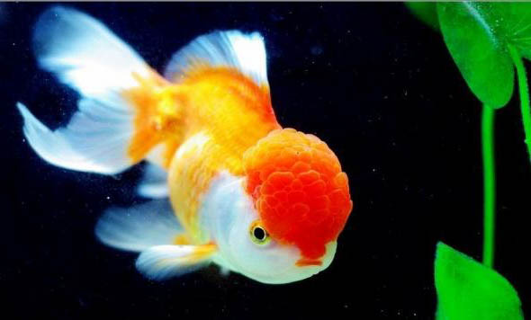熱帶魚糧什么牌子好