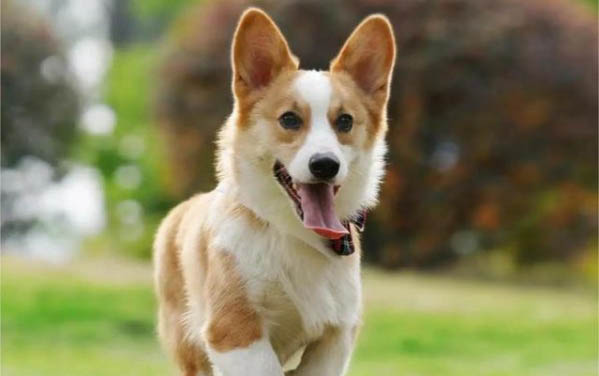 小狗狗得了犬瘟能活多久