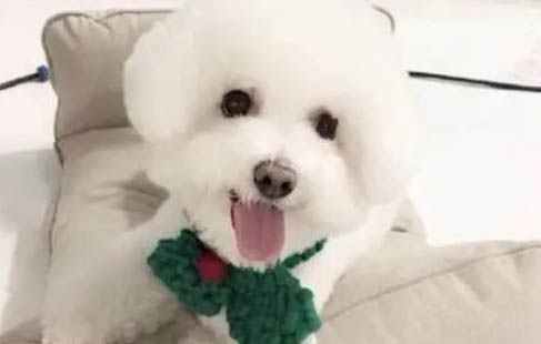 比熊狗狗淚痕怎么去除?