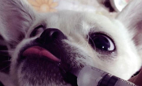 狗狗懷孕多久能看出來