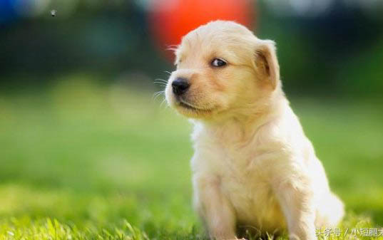 金毛犬感冒了會(huì)吐嗎？