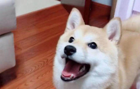 如何制作狗糧讓狗狗變壯啊