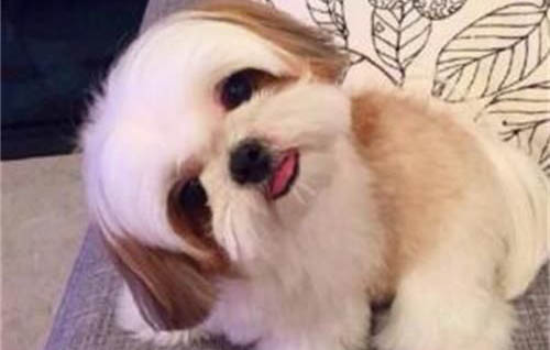 鑒別健康狗狗和病狗的竅門