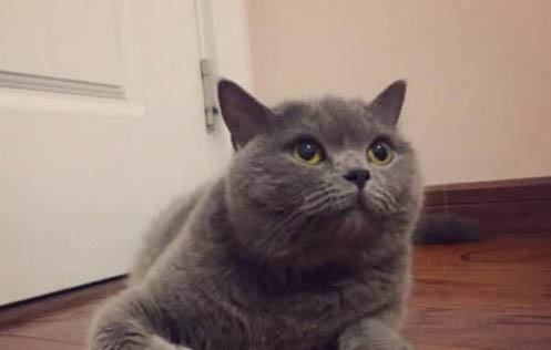 俄羅斯藍貓飼養