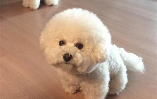 三個月比熊怎么訓(xùn)練大小便
