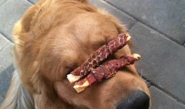 狗狗可以經常體外驅蟲嗎