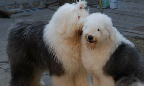 阿拉拜牧羊犬和狼哪個厲害