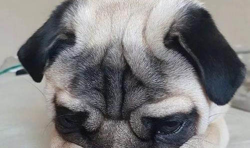 狗狗嘔吐怎么治療用藥