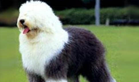 古牧犬智商排第幾?
