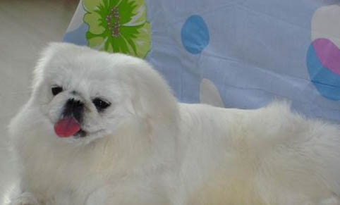 北京犬眼睛紅血絲的原因及處理方法
