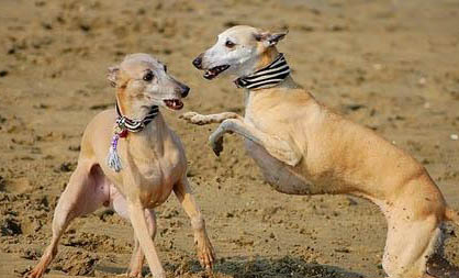 惠比特犬怎么挑選