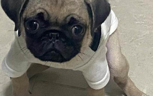 一只純種巴哥犬主要特征