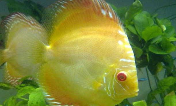 八彩神仙魚(yú)發(fā)黑怎么辦