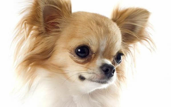 狗狗髕骨外翻癥狀