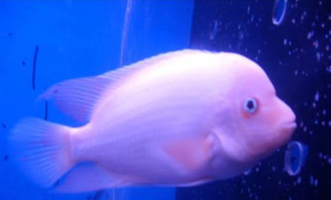 泡沫箱養(yǎng)魚之前要怎么處理
