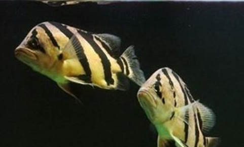 印尼虎魚多久喂一次