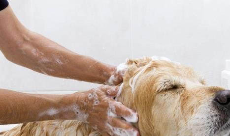 狗得了犬瘟能活多少年