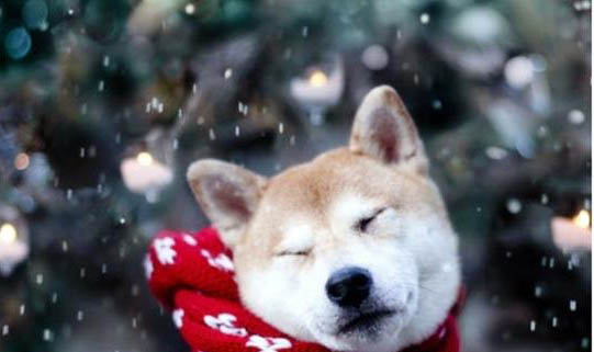 狗狗犬瘟好轉有哪些癥狀