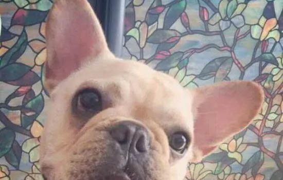 狗狗患犬瘟熱有哪些癥狀