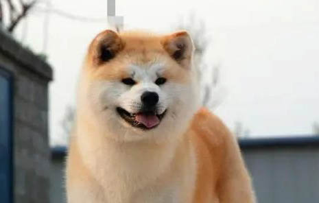 柴犬暈車多久能恢復(fù)