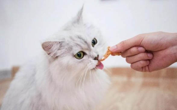 貓咪胃炎有哪些癥狀