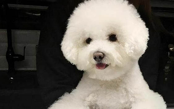 狗狗止痛藥有哪些牌子?