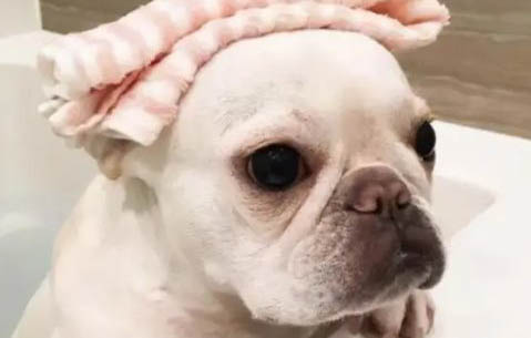 狗狗總得皮膚病是缺啥了