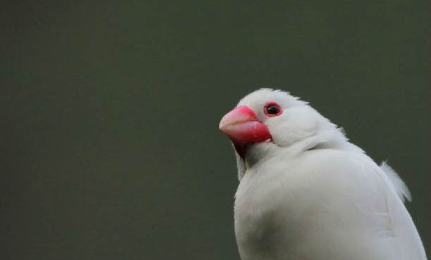 家里養文鳥好嗎