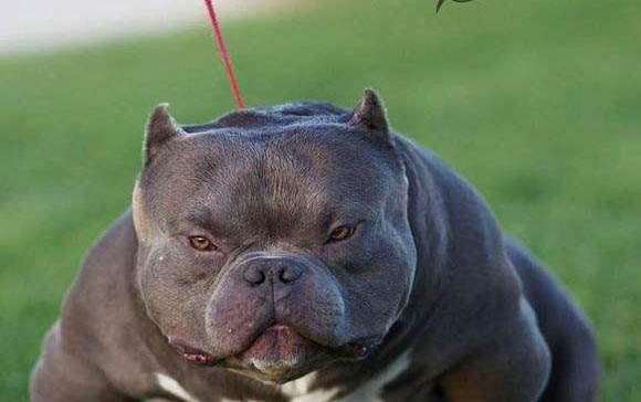 兩個月美國惡霸犬可以洗澡嗎