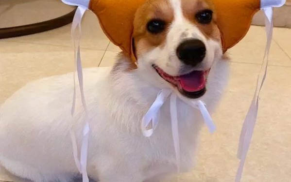 狗狗鼻子干就是生病么？